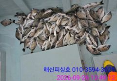 [고성] 해신피싱호 감성돔 3짜외 마릿수 조황입니다. 사진