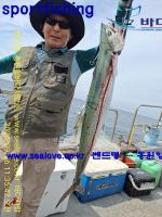 부시리 삼치 조황 입니다 사진
