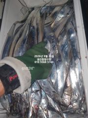 [마산] 내만갈치)추석 연휴 대폭팔합니다~많이 잡았습니다 예약가능 사진