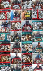 [먹물조황]라온호9월26일갑오징어출조 사진