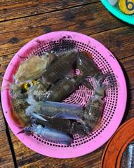 무늬오징어 9월25일 조황 사진