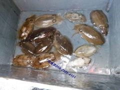 26년9월26일조황 사진