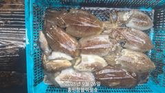 9/26 홍원항 블랙펄호 쭈꾸미,갑오징어 사진