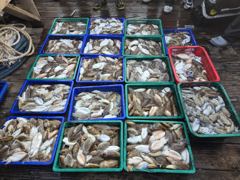 [먹물조황] "비바람을 뚫고 최고 기록 경신! 장원 169수 & 117수 대폭발!" 사진