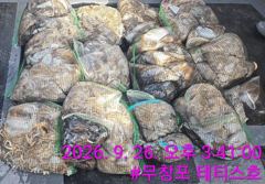 [먹물조황] 9/26 쭈꾸미 갑오징어 조황 사진
