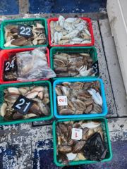 [쭈갑문조황] 9월 26일 은양호 갑오징어 조황!!!! 사진