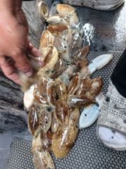 9월26일 뉴신명호 쭈갑 조항입니다 사진