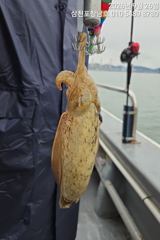 7시간전 [사천] 야간문어 실시가~오늘은 굵은녀석들이 쩍~쩍 달라붙네요 사진