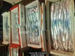 만쿨꾹꾹 만쿨입니다.먼바다왕갈치외줄16석. 오늘내일 쭉예약가능 사진