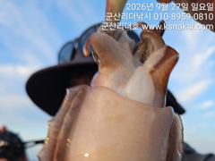 ⭐[군산리더호] 지금이 찬스! 28.29.30갑오징어출조 ⭐ 사진