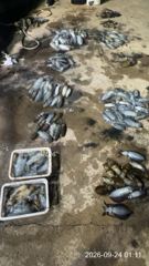 [거제] 내만무늬팁런 매일 “200수,250수” 장원 30수,28수 외 … 사진