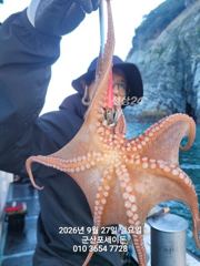 26일, 군산문어 덩치급문어들~계속이어지고있어요~실시간~군산낚시프라자 포세이돈호 사진