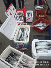 [경주] 대삼치/중삼치/대고시 & 무늬오징어 팁런조황! (월/화/수-모집… 사진