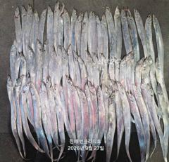 [진해] 27일,입항<내만갈치>오늘 일,월,예약중!힛트힛트 활성도good… 사진