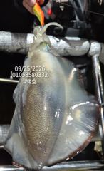 팁런무늬무니무니~~내일부터 쭉 예약가능 사진