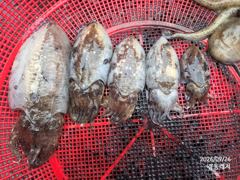 [통영] 경동레저(신광) 선외기낚시 감성돔 갑오징어 조과 사진
