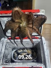[마산] 해상월1ᆢ감성돔 퍽퍽퍽 판때기 조황임니다!! 사진
