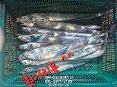 [마산] 내만갈치 2.5지부터~용가리까지 퍽퍽퍽~~ 사진