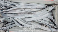 준내만 4지급 텐빈 새벽피딩 갈치 대박 쿨러 가득 조황! 수요일부터 쭉예약가능 사진
