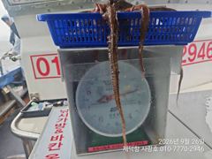 [진해] "돌문어" 2.2Kg1.6Kg1.3gK외KKK들 132수 팍~팍… 사진