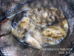 삼천포 아수라피싱 갑오징어 조황 사진