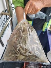 27일 왕쭈꾸미 사리물때 조항 좋습니다 ~28일 월욜 예약가능 합니다 사진