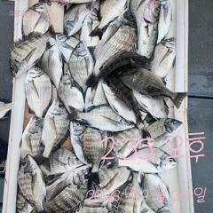 [고성] 27일 감성돔 타작하고 왔습니다. 사진