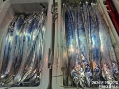27일새벽,내만칼치~3지까지 텐빈1타1피 폭풍입질 퍼담고~월,화.수욜예약가능 사진