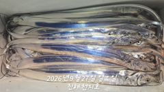 [진해] 27일 입항 내만 갈치 루어,텐빈,텐야 잘물어주네요!!손맛찐~하… 사진