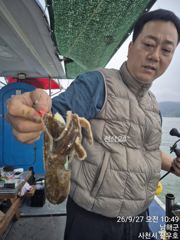 [사천] 27일 왕쭈꾸미 아침에는 바글바글, 오후는 주춤 했습니다 ~^^… 사진