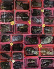 [진해] 팁런무늬무니무니무니!!잘무니!!무늬~내일 예약가능 사진