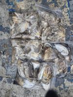 9월 27일 사리물때 열심히 즐낚하셔서 드실만큼은 잡으신 하루 사진