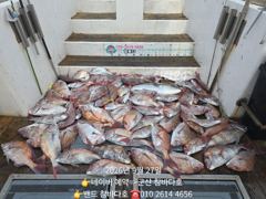 27일 군산 먼바다 참돔 100수 가까지 됍니다 내일 출항확정