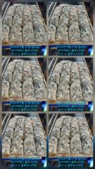 26시즌 9월 27일 군산 뉴 블루스타호 쭈꾸미 25일차 사리물때 마리수 기본 조황. 사진