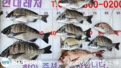 [통영] 통영현대레저)감성돔입 씨알마릿수굿 학꽁치바글바글 사진
