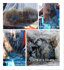 [사천] 왕쭈,장원145수 {평일,할인} 주꾸미출조 자리여유 예약중 사진