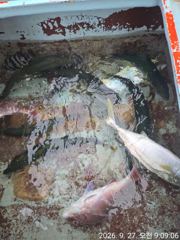 주전 경피싱 5짜참돔 및대부시리조황 사진