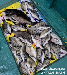 [고성] 고성 대포레저선외기 흘림조황 입니다. 사진