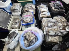 [먹물조황] 9/27 쭈꾸미 갑오징어 조황 사진