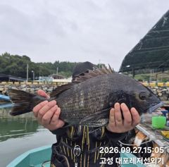 4시간전 [포항] 돌문어 꾸준하게 잘나옵니다 9.28월 모집중 사진