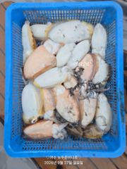 내일 갑오징어 출조합니다(선비:7만원..14자리 여유 있습니다) 사진