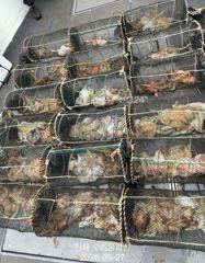 [진해] 야간문어!문어 사이즈가 너무 좋아졌습니다~오늘예약가능. 사진