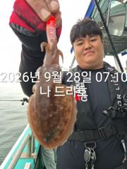 28일, 군산 갑오징어 본격시즌~오늘 나오고 있어요~실시간~군산낚시프라자 나드리호 사진