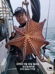 28일, 군산문어 싸이즈 좋은 덩치급 문어들~이어지있어요~실시간~군산낚시프라자 포세이돈호 사진