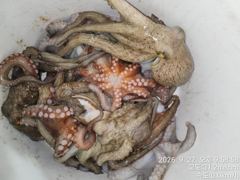 막막물어떼는 돌문어낚으러.... 사진