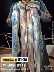 [진해] [갈치/텐빈/텐야]28일 입항조황~굵은씨알부터~잔씨알까지[화.수…